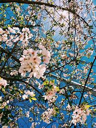 Image result for Aesthetic Floral Wallpaper for Laptop