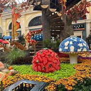 Image result for Flowers in Las Vegas