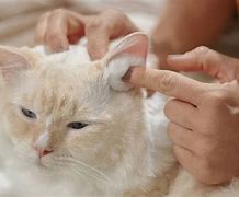 Image result for Clean Out Cat Ears