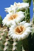 Image result for Arizona State Plant