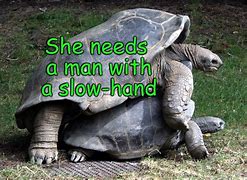 Image result for Funny Tortoise Memes