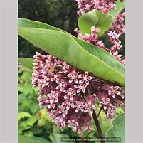 Image result for Milkweed Native to Virginia