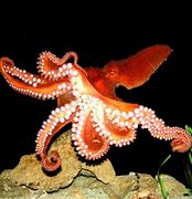 Image result for National Geographic Giant Octopus