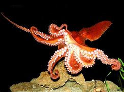 Image result for North Pacific Giant Octopus