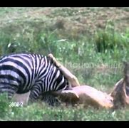 Image result for Tiger Kills Zebra