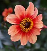Image result for Dahlia HS First Love