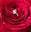 Image result for Diamond Rose iPhone 4 Image