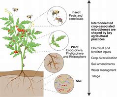 Image result for 30 Plants a Week Microbiome