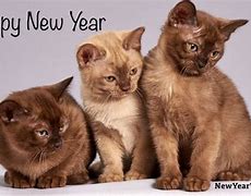 Image result for Cat New Year Outfit