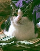 Image result for Cat with Sunglasses Meme Cash Money