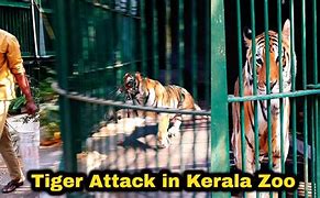 Image result for Tiger Attack Boy Zoo
