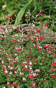 Image result for Salvia microphylla Hot Lips