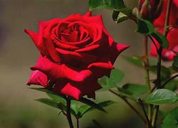 Image result for Rose