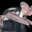 Image result for Arizona Bat Species