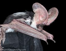 Image result for Black and White Spotted Bat
