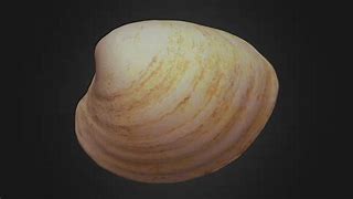 Image result for 3D Quahog Map