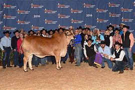 Image result for Brahman Show Cattle