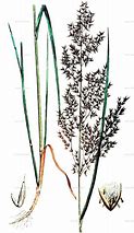 Image result for calamagrostis_villosa