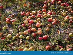 Image result for Apple's On the Ground