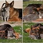 Image result for Cat and Dog Looking at Each Other Meme