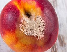 Image result for Rotten Peach