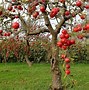 Image result for Fall Scene with Apple Tree