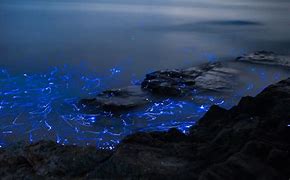 Image result for Bioluminescent Shrimp