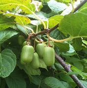 Image result for Kiwi Berries Plant