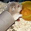 Image result for Campbell Hamsters Square Inches