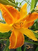 Image result for Hemerocallis Frans Hals