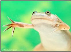 Image result for xenopus