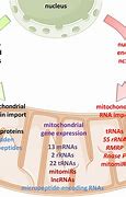 Image result for Mitochondrial DNA Genes