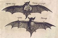 Image result for Vintage Bat Illustrations Science