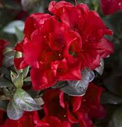 Image result for Rhododendron Autumn Fire