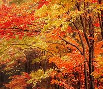 Image result for Peak Fall Foliage Pennsylvania