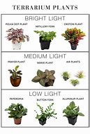 Image result for Terrarium Plants List