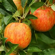 Image result for Honeycrisp Apple Tree Leaves