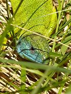 Image result for Emerald Green Lizard