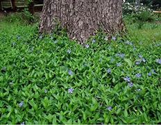 Image result for Periwinkle Ground Cover