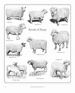 Image result for Different Breeds of Ram with Photos