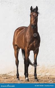 Image result for Gelding Horse