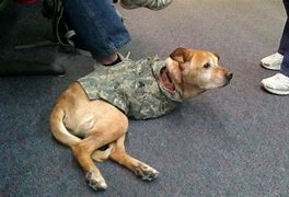 Image result for Faith Dog