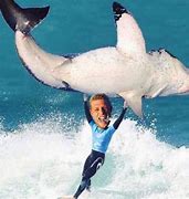 Image result for Shark Attack Meme