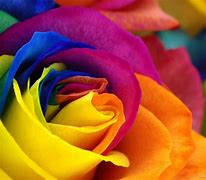 Image result for Colourful Rose Wallpaper