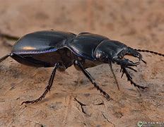 Image result for "ground-beetle"