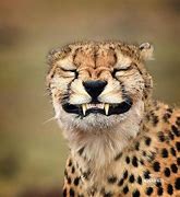 Image result for Funny Cute Baby Cheetahs