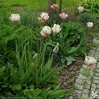 Image result for Tulipa Happy Generation