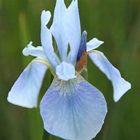 Image result for Iris sibirica Perrys Blue