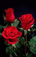 Image result for Animated Wallpapers of a Rose