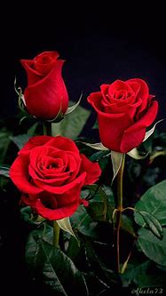 Image result for Roses Aimated